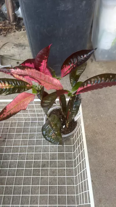 plant/Croton Mrs Iceton-1-thumbnail