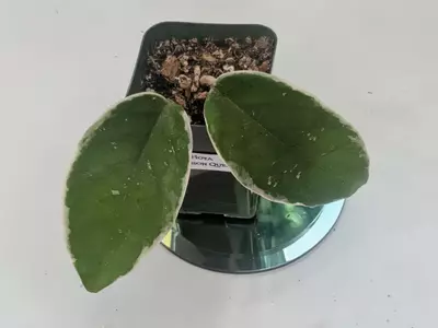 plant/Hoya Crimson Queen #306-1-thumbnail