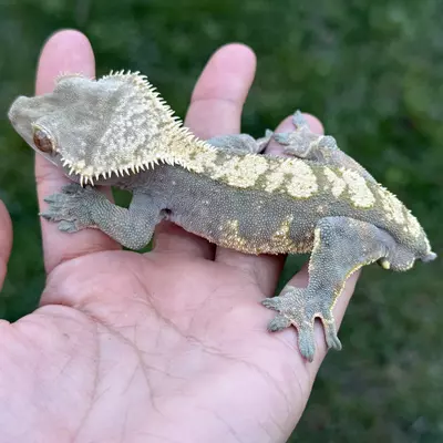 plant/Blue Waggle - Proven M “Cold Fusion”-1-thumbnail