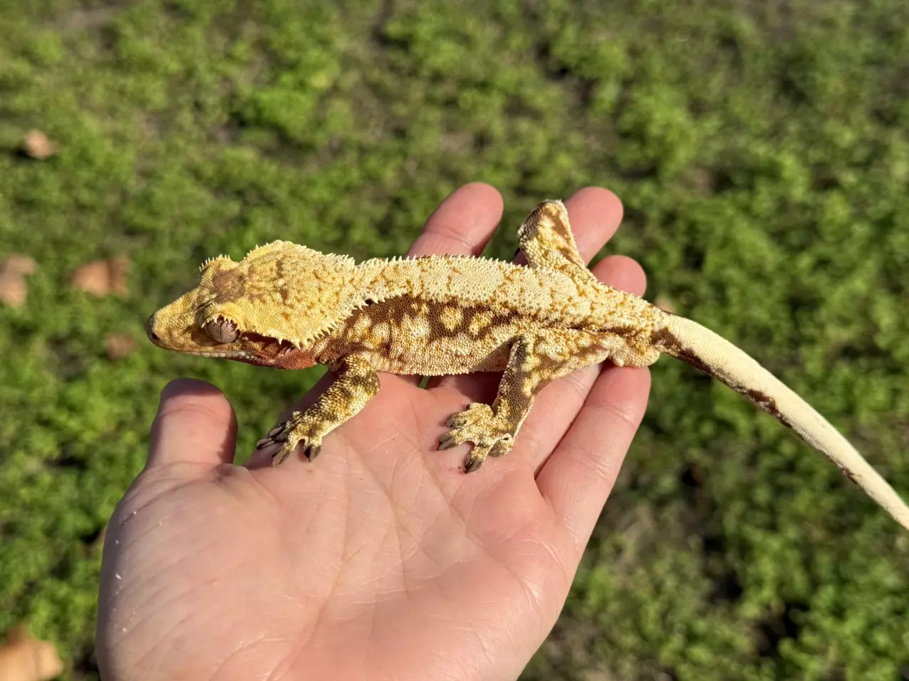 plant/Amongus - RTB M High Cream Red-1