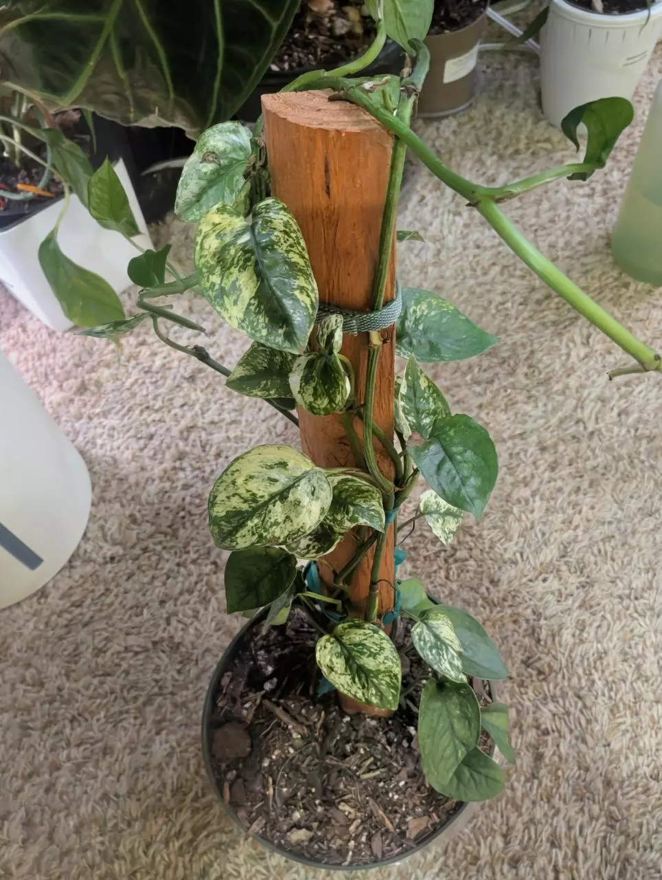 plant/Epipremnum Cebu Blue Ghost Cuttings-1