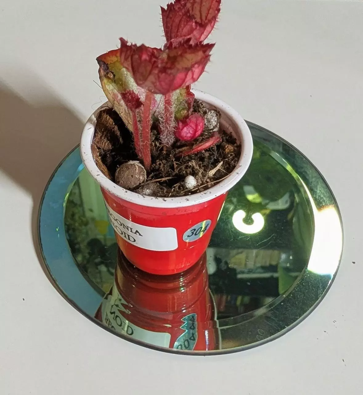 plant/Begonia NOID #304-3