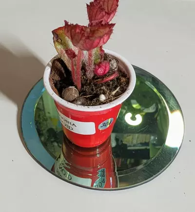 plant/Begonia NOID #304-3-thumbnail