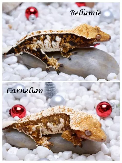 plant/Amongus - RTB M High Cream Red-3