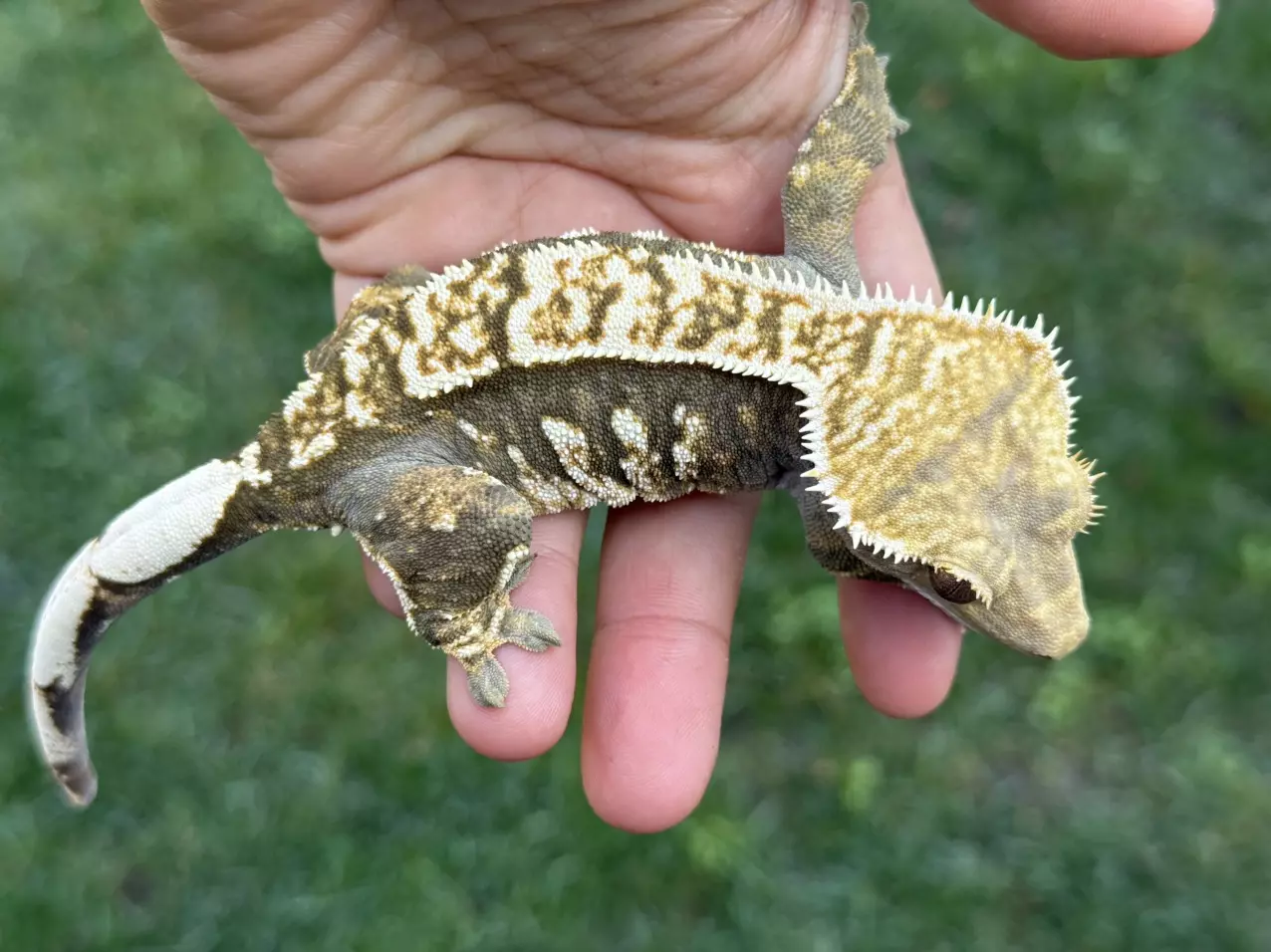 plant/Skedaddle - RTB F B&W-ish-1