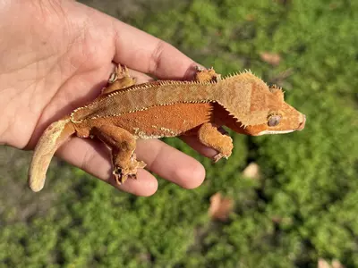 plant/Baka - Juvie M Red Phantom-1-thumbnail