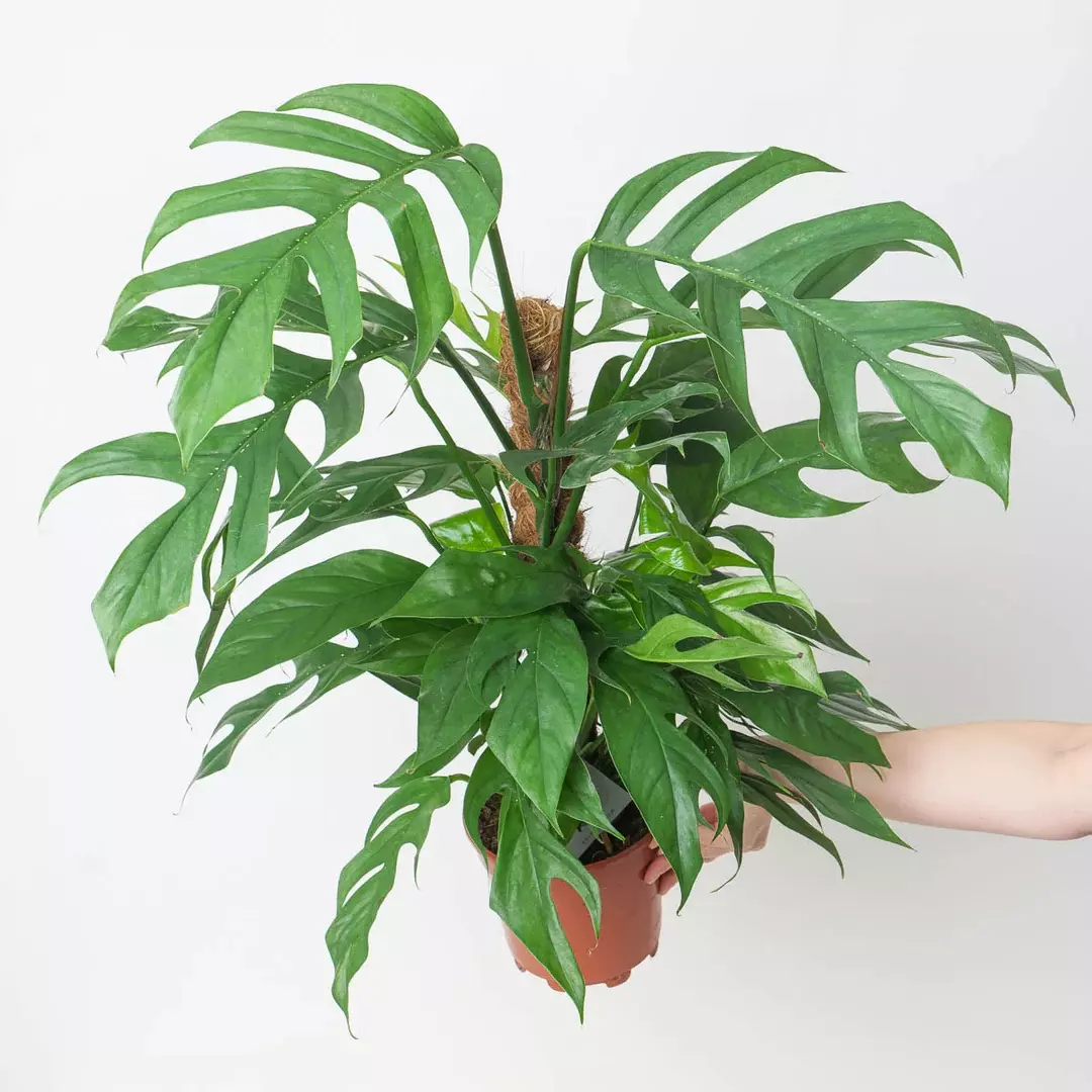 plant/Epi Baltic blue starters-0