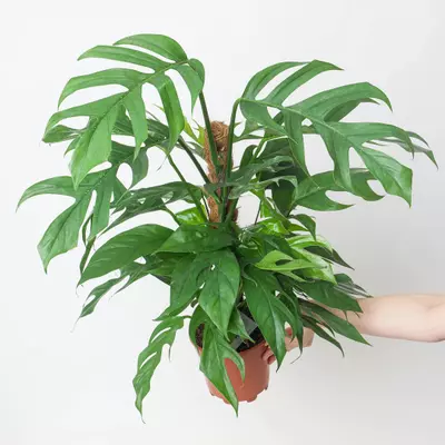 plant/Epi Baltic blue starters-0-thumbnail