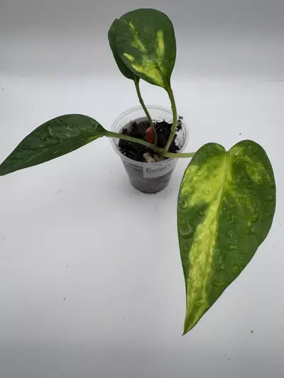 plant/Epipremnum Aureum RESORT pothos 0514-2-thumbnail
