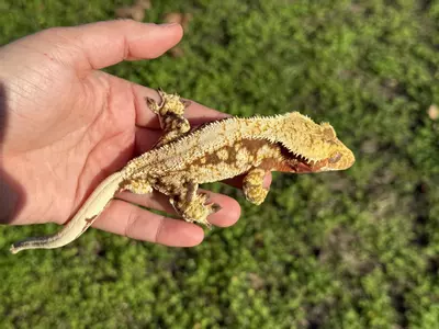 plant/Amongus - RTB M High Cream Red-2-thumbnail