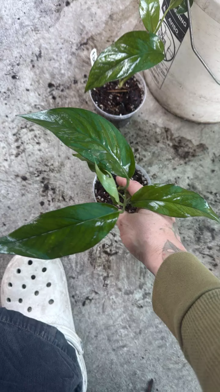 plant/Epi Baltic blue starters-1