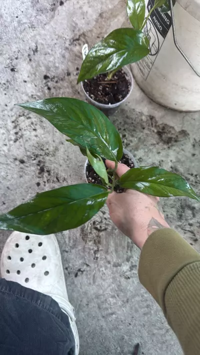 plant/Epi Baltic blue starters-1-thumbnail