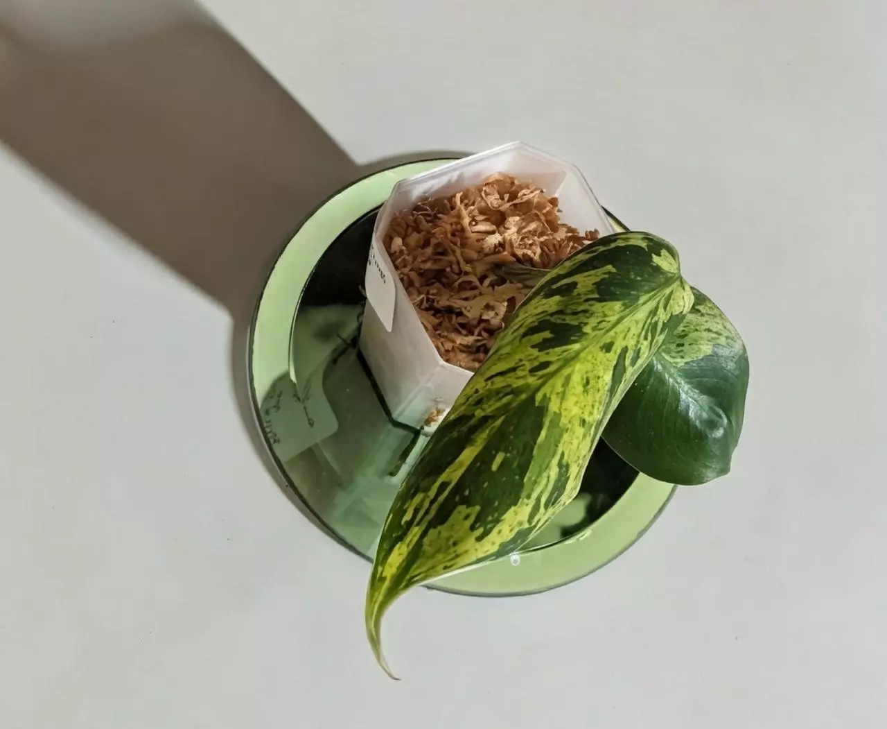 plant/Philodendron Emerald King #297-1