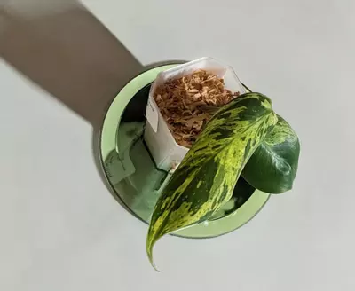 plant/Philodendron Emerald King #297-1-thumbnail