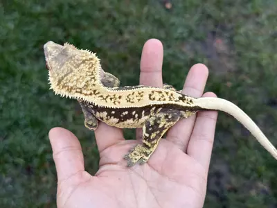 plant/Starmie - RTB F Blueish Base-1-thumbnail