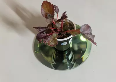 plant/Begonia Black Velvet starter #302-0-thumbnail