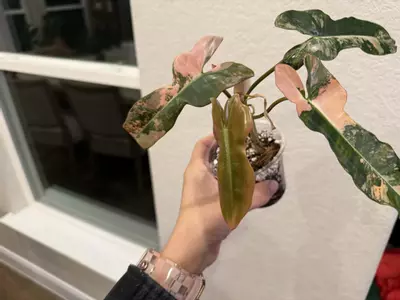 plant/Brown Beauty-3-thumbnail