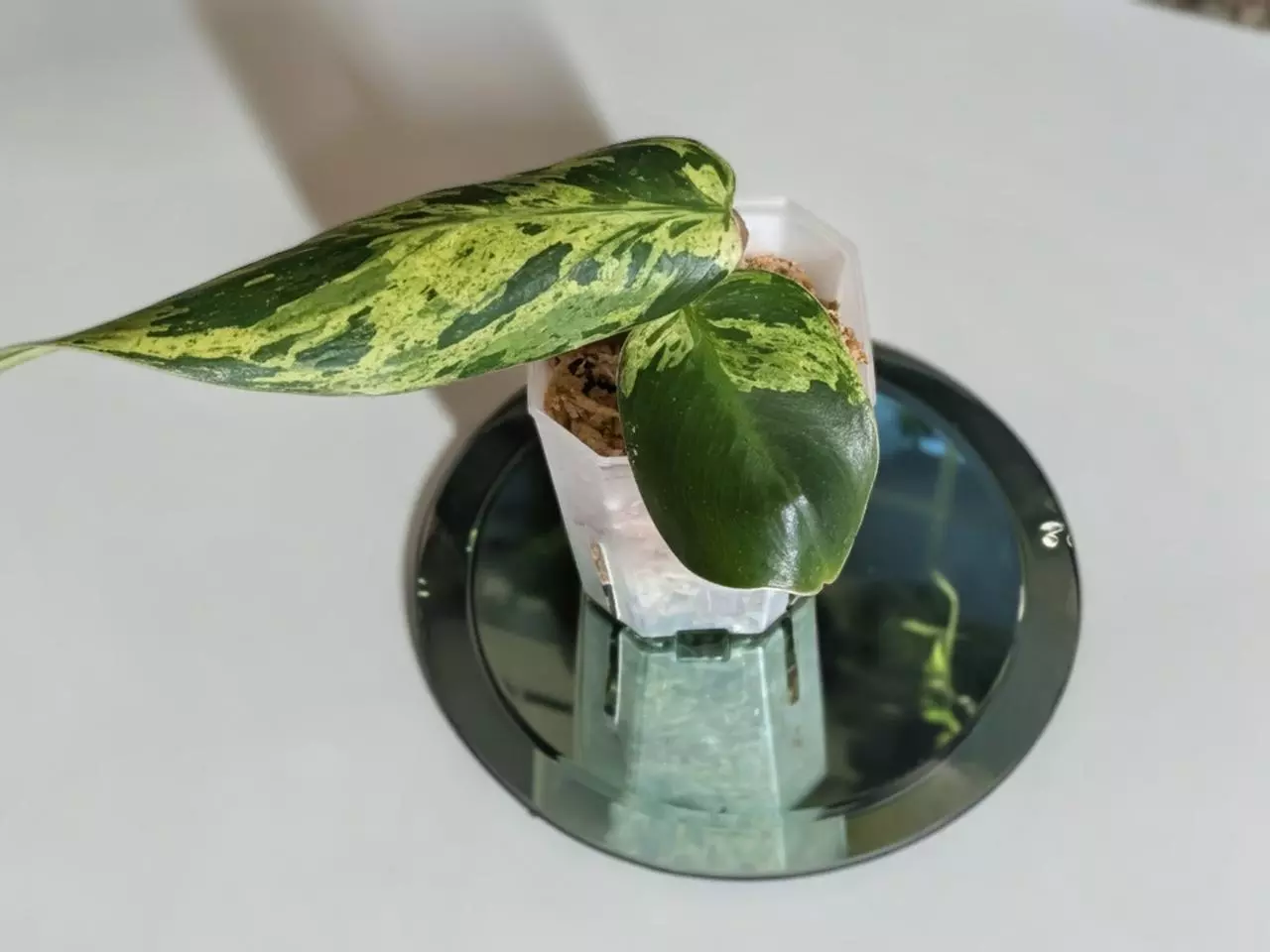 plant/Philodendron Emerald King #297-0