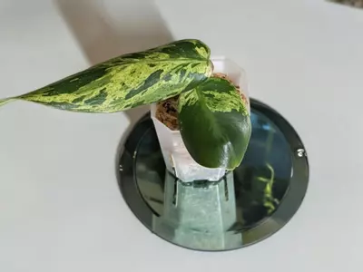 plant/Philodendron Emerald King #297-0-thumbnail