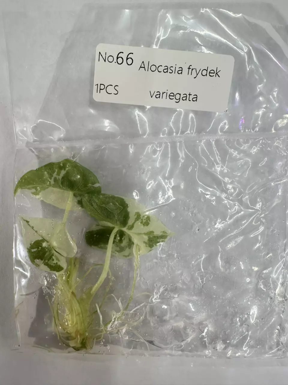 plant/Alocasia Frydek Variagted TC-0