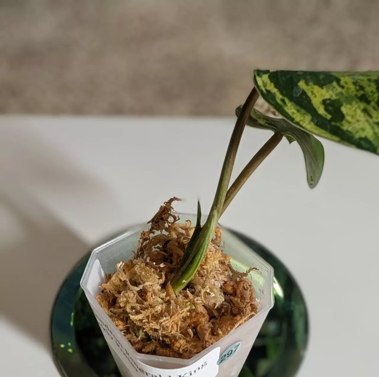 plant/Philodendron Emerald King #297-3