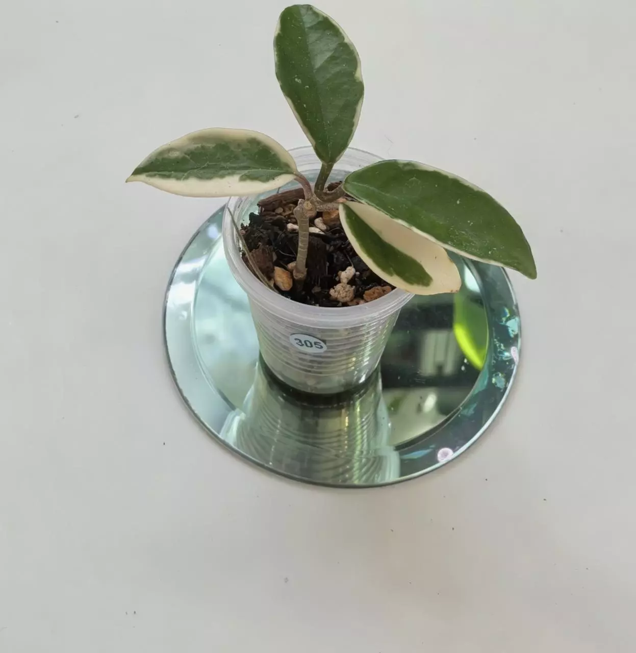 plant/Hoya Suzie Q #305-1