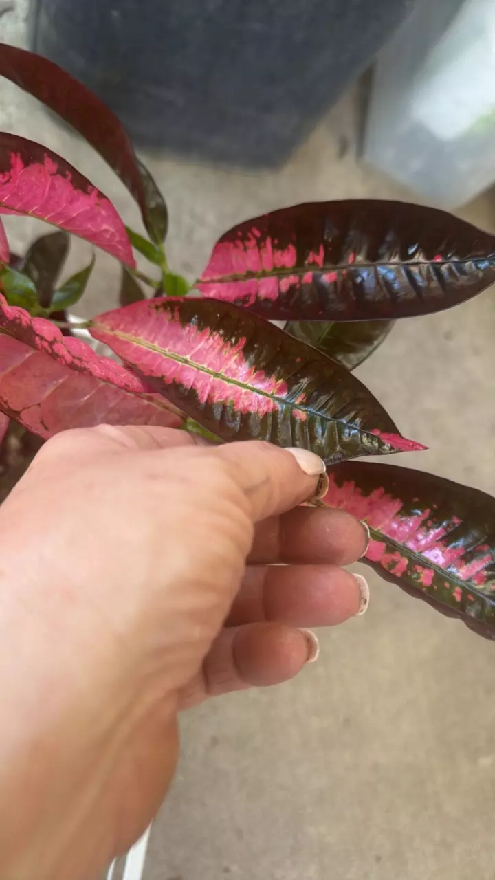 plant/Croton Mrs Iceton-0