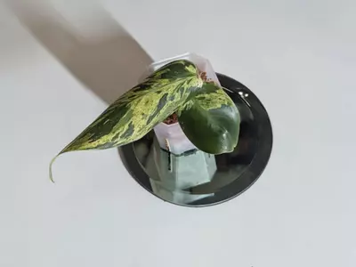 plant/Philodendron Emerald King #297-2-thumbnail