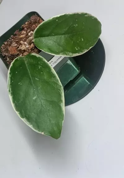 plant/Hoya Crimson Queen #306-2-thumbnail