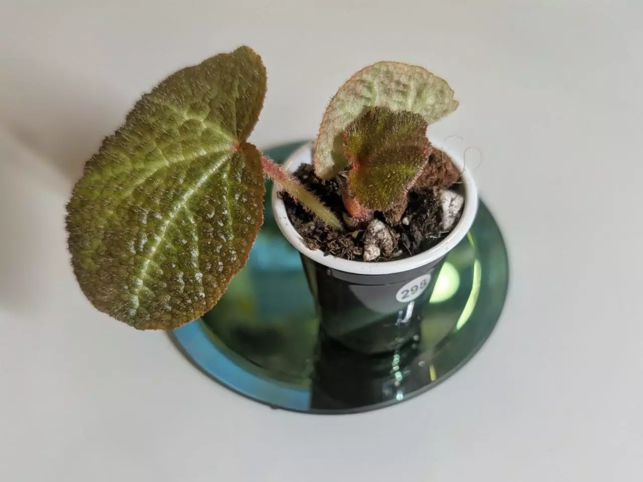 plant/Begonia Soli Mutata GC-1