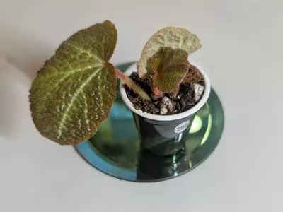 plant/Begonia Soli Mutata GC-1-thumbnail