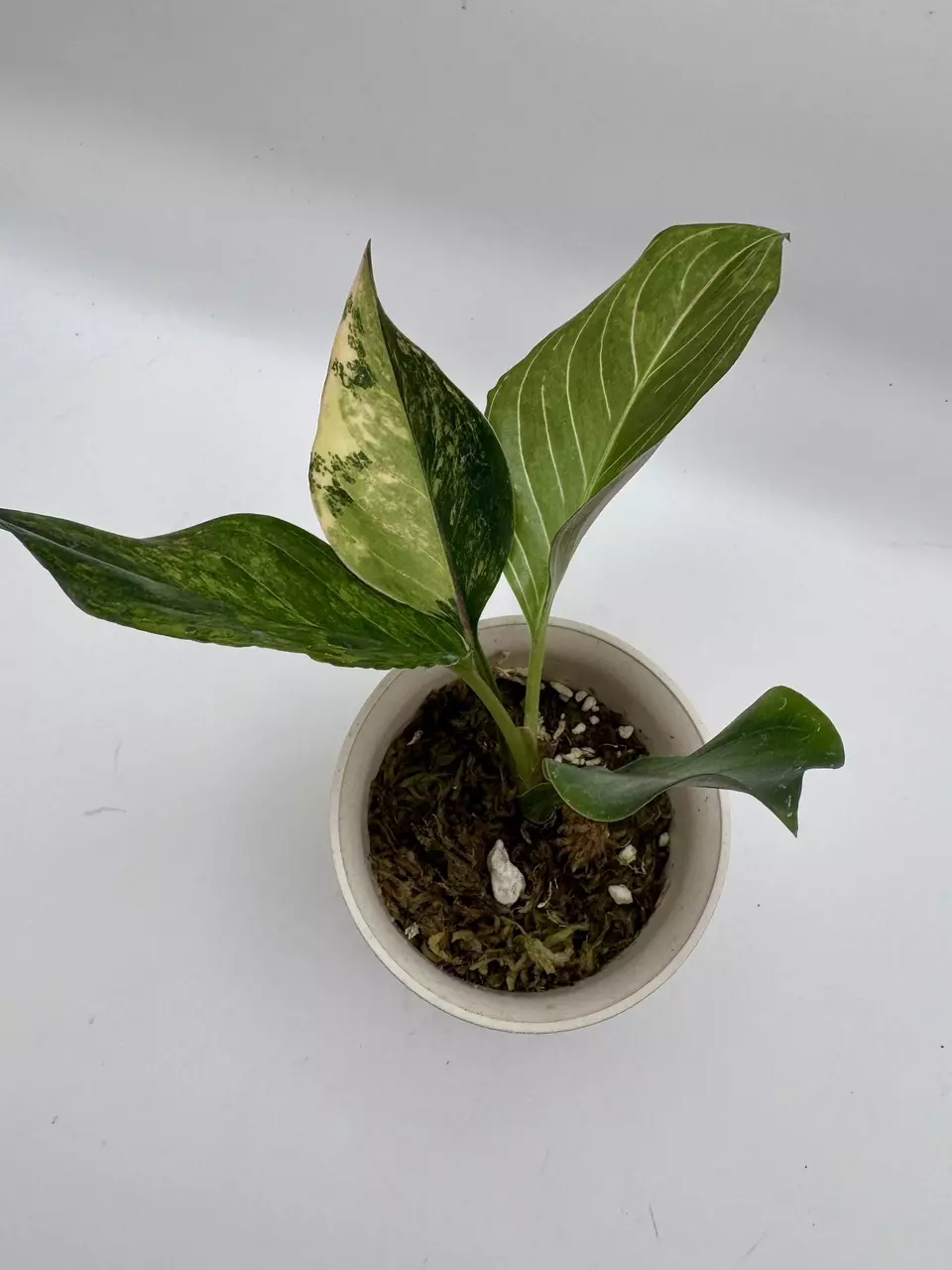 plant/Aglaonema Khanmak Variegated 0513-2