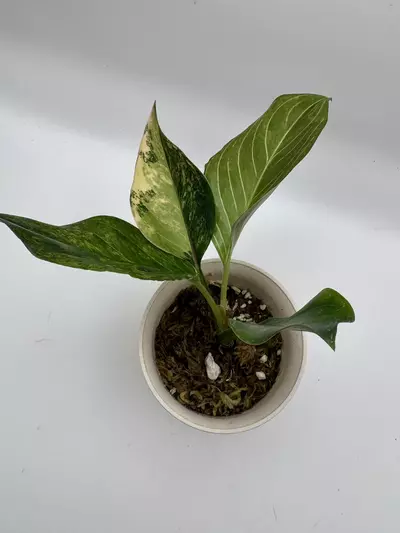 plant/Aglaonema Khanmak Variegated 0513-2-thumbnail