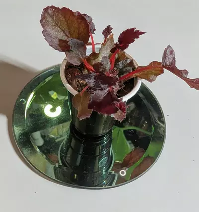 plant/Begonia Black Velvet starter #302-2-thumbnail