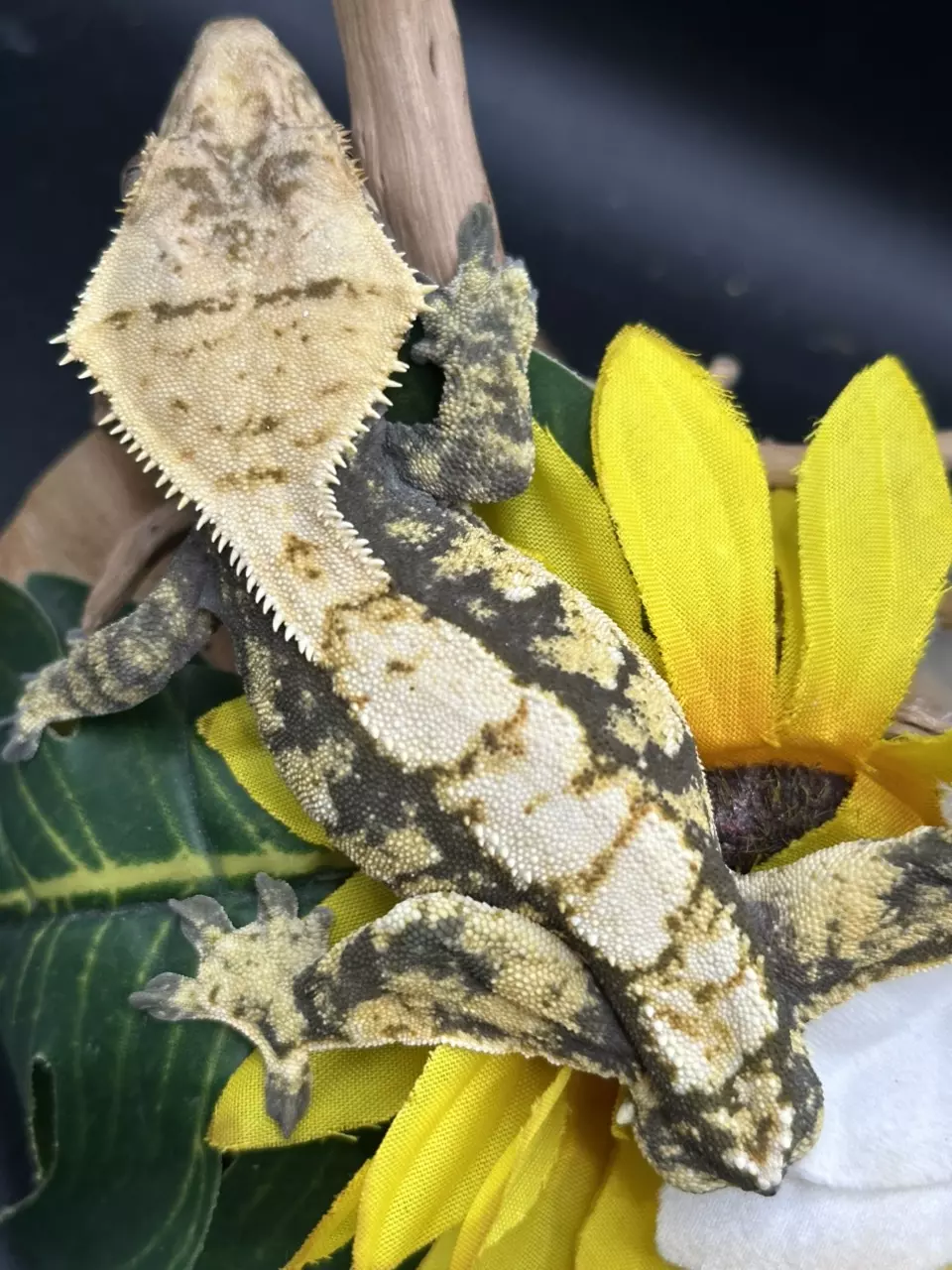 plant/ALMOST RTB MALE Tailless kds line tricolor 9/29/24 33g-1