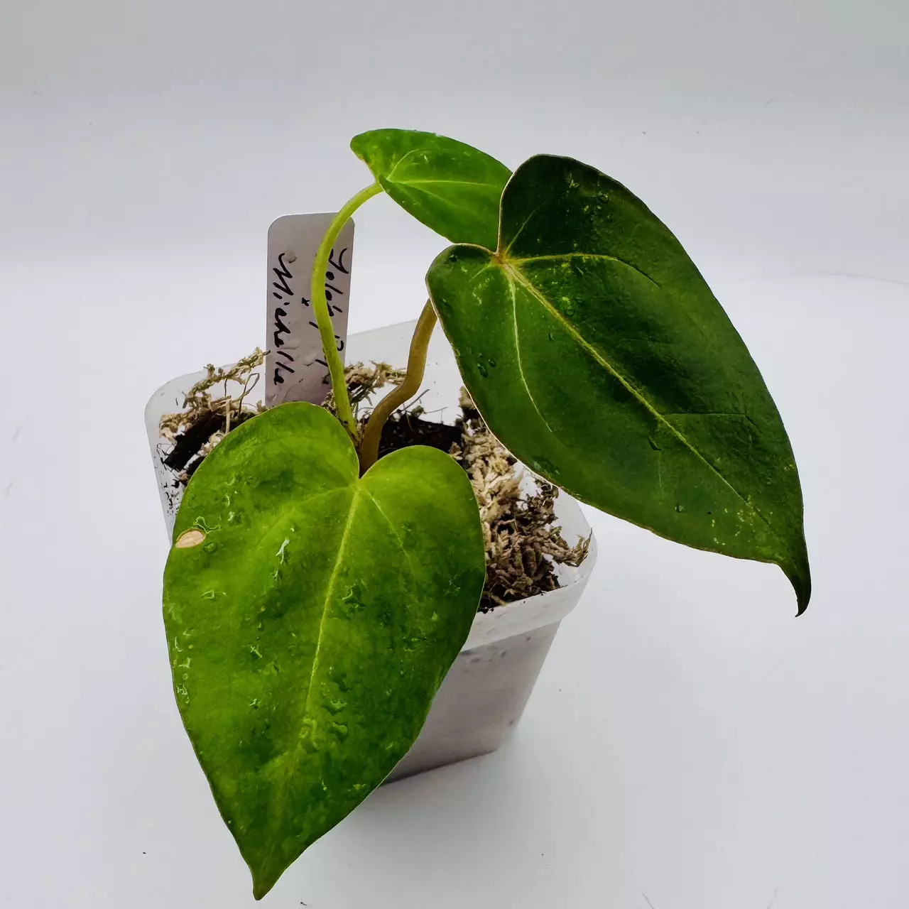 plant/Lola’s Pap x Michelle 0510-2