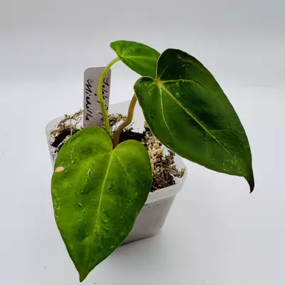 plant/Lola’s Pap x Michelle 0510-2-thumbnail