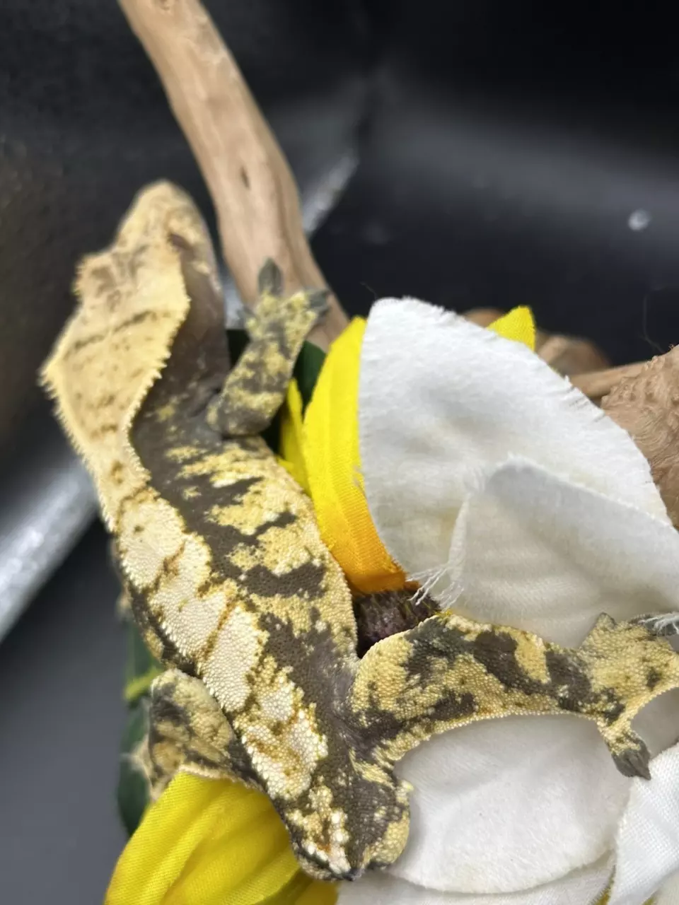 plant/ALMOST RTB MALE Tailless kds line tricolor 9/29/24 33g-2