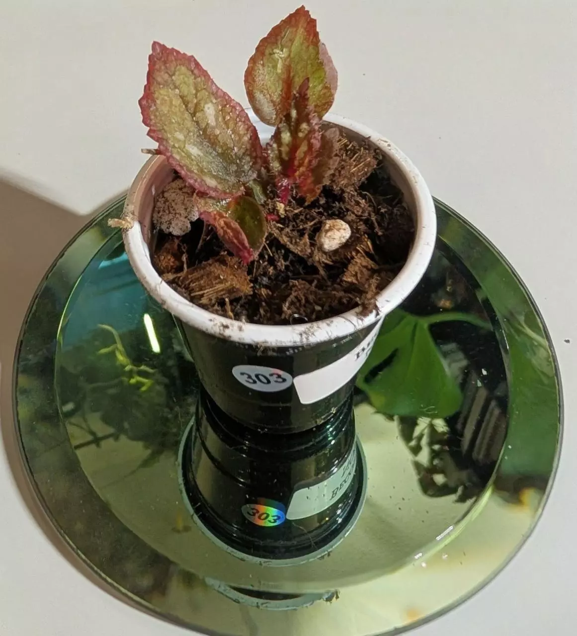 plant/Begonia NOID starter #303-0