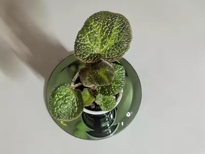 plant/Begonia Soli Mutata GC-3-thumbnail
