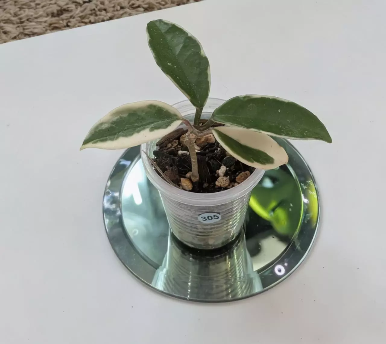 plant/Hoya Suzie Q #305-2