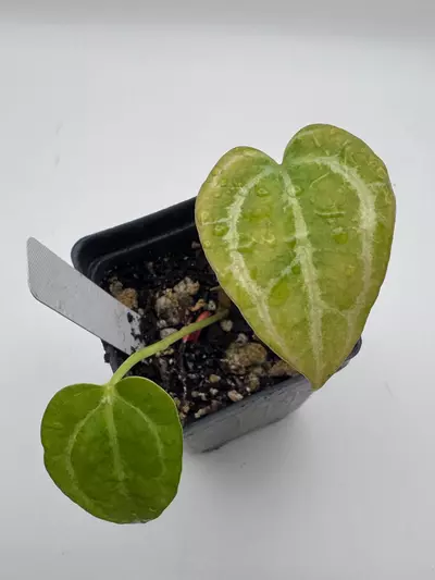plant/Anthurium Red Crystal x Ace Velvet F2 0512-2-thumbnail