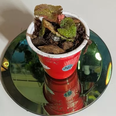 plant/Begonia Soli Mutata GC-6-thumbnail