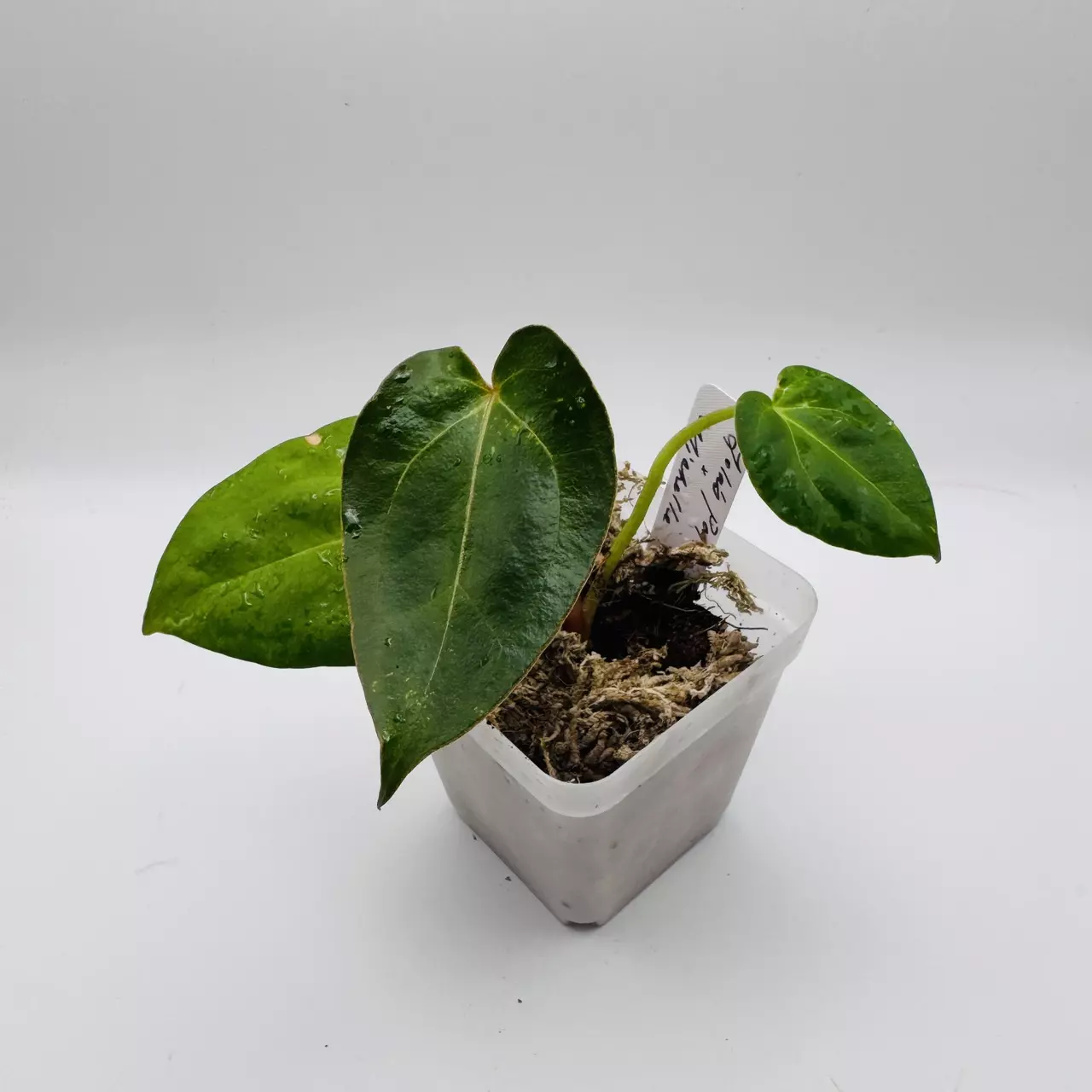 plant/Lola’s Pap x Michelle 0510-0