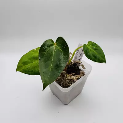 plant/Lola’s Pap x Michelle 0510-0-thumbnail