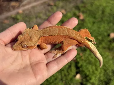 plant/Baka - Juvie M Red Phantom-0-thumbnail