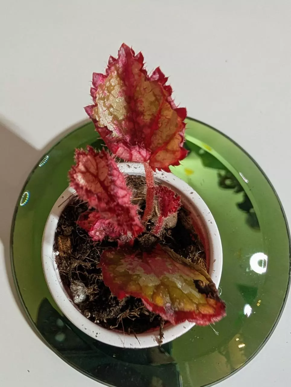 plant/Begonia NOID #304-1