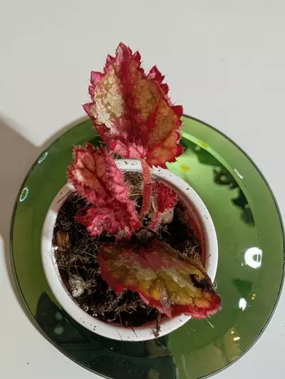 plant/Begonia NOID #304-1-thumbnail