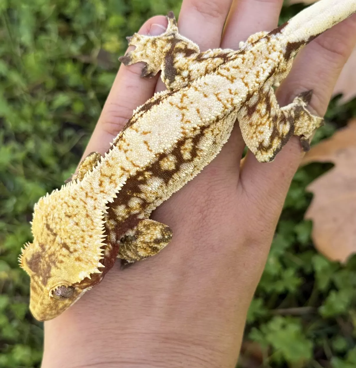 plant/Amongus - RTB M High Cream Red-0