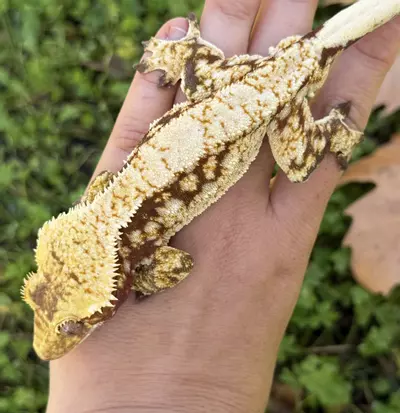 plant/Amongus - RTB M High Cream Red-0-thumbnail